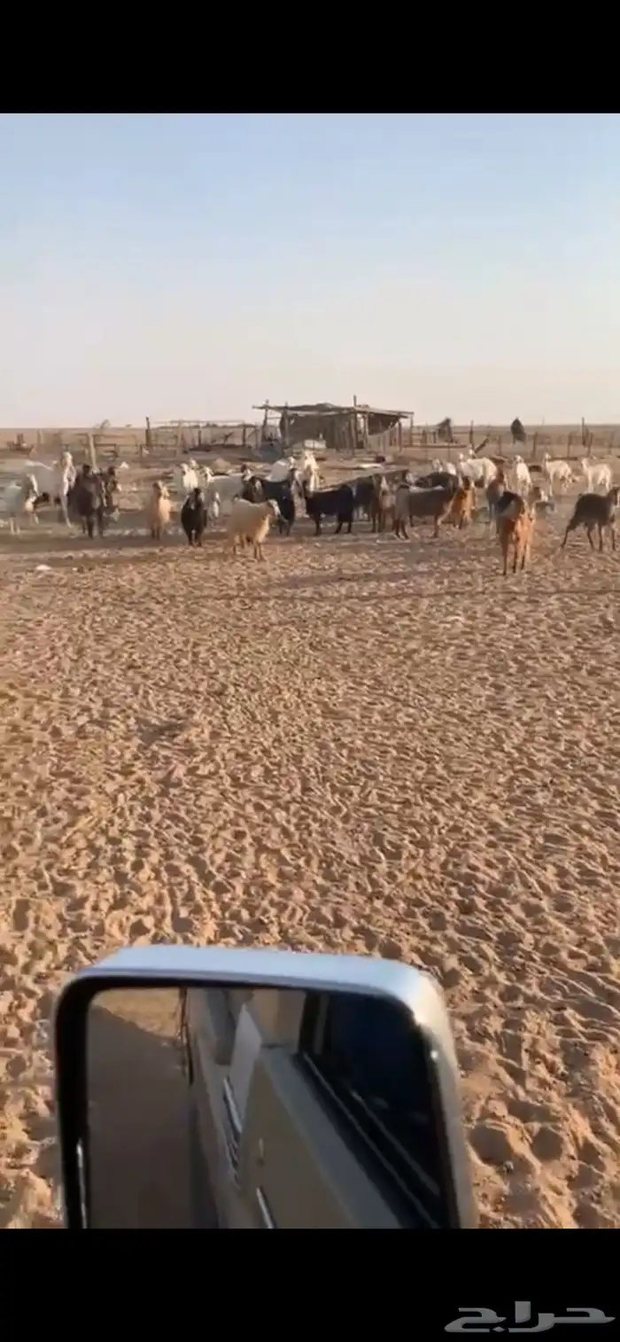 معزا للبيع 2
