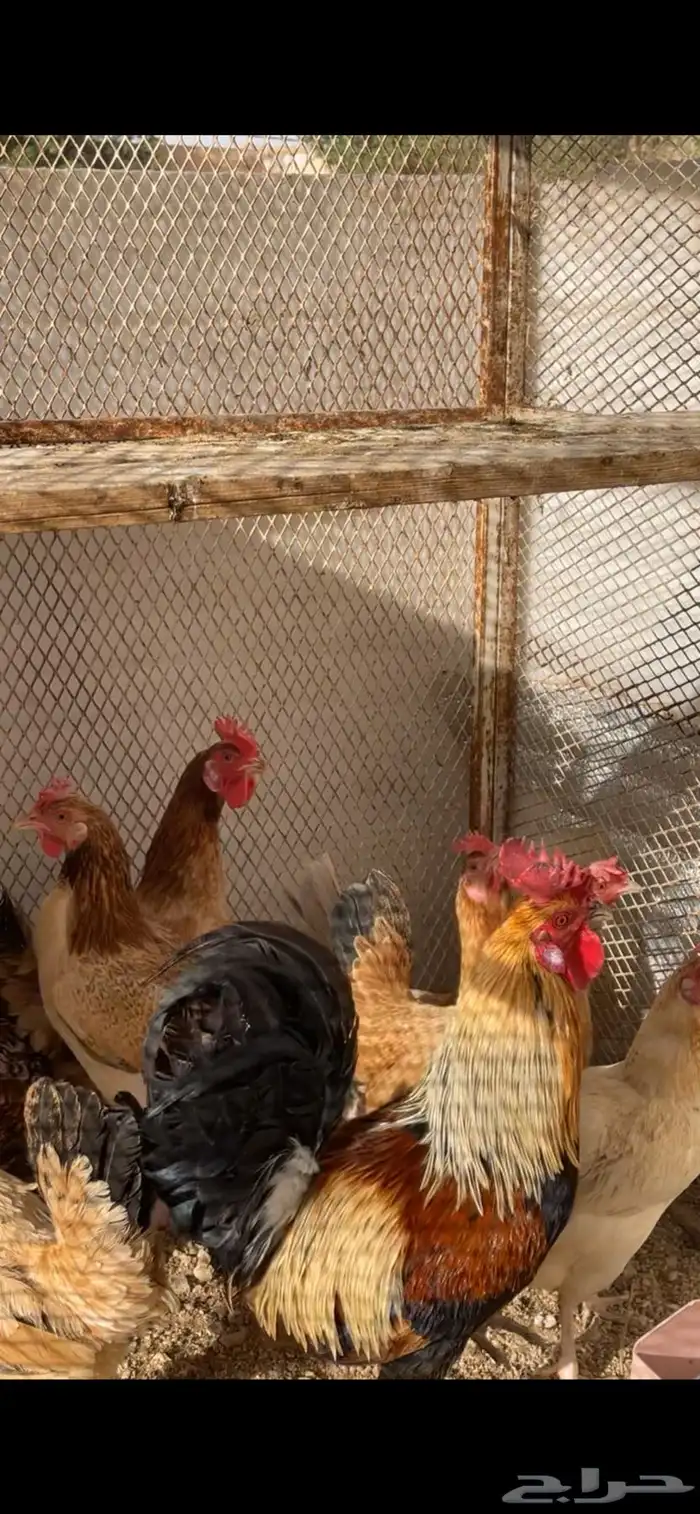 للبيع صوص عربي اصل افرق فيه اطقم وفيه تفردي 7