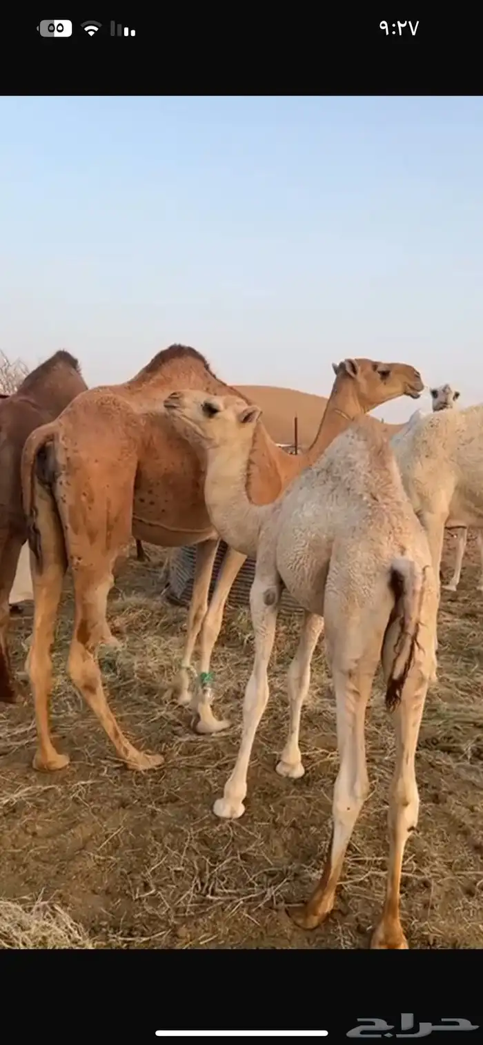 عرض قعدان ثنين كففو يرضعن امهاتهن ولباني 1