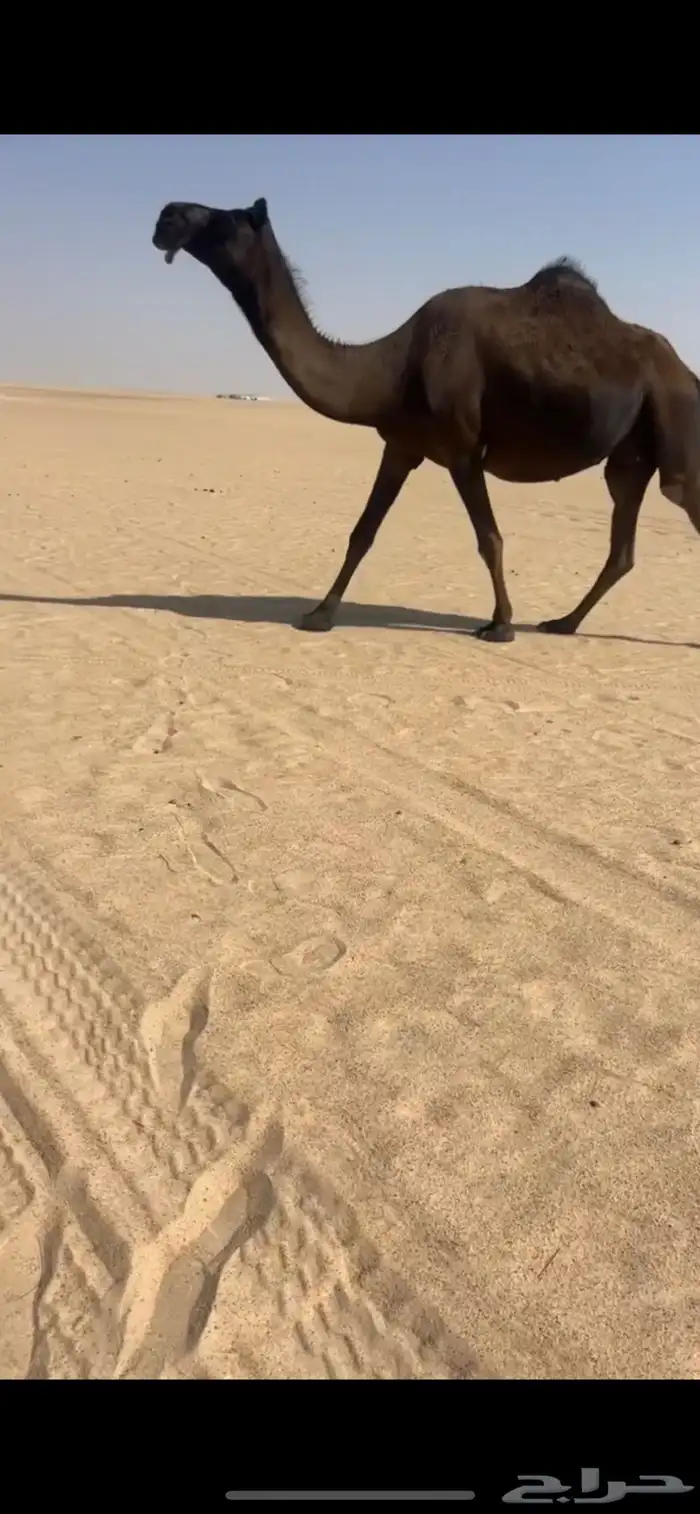لقحه 1