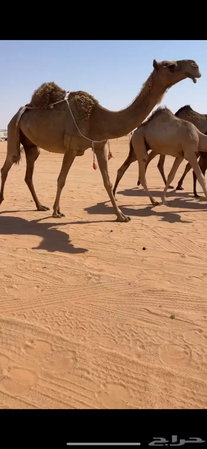 عشرا 2