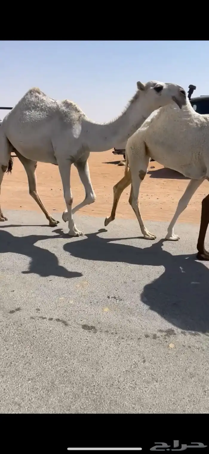 بكره وضحا 0