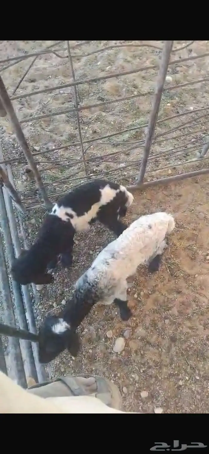 دواغير نعيم العدد 5 2