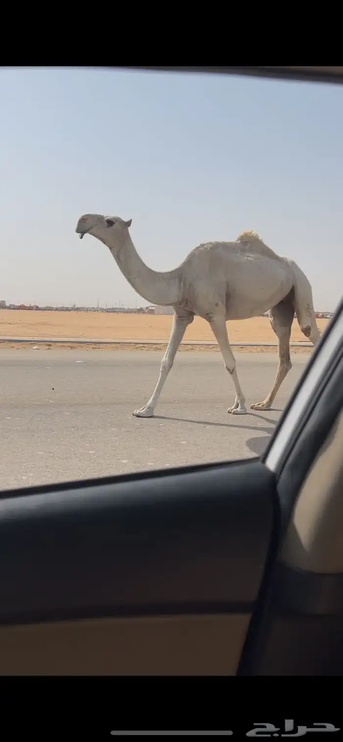 ثنيه وضحا طيبه السوم 9 2