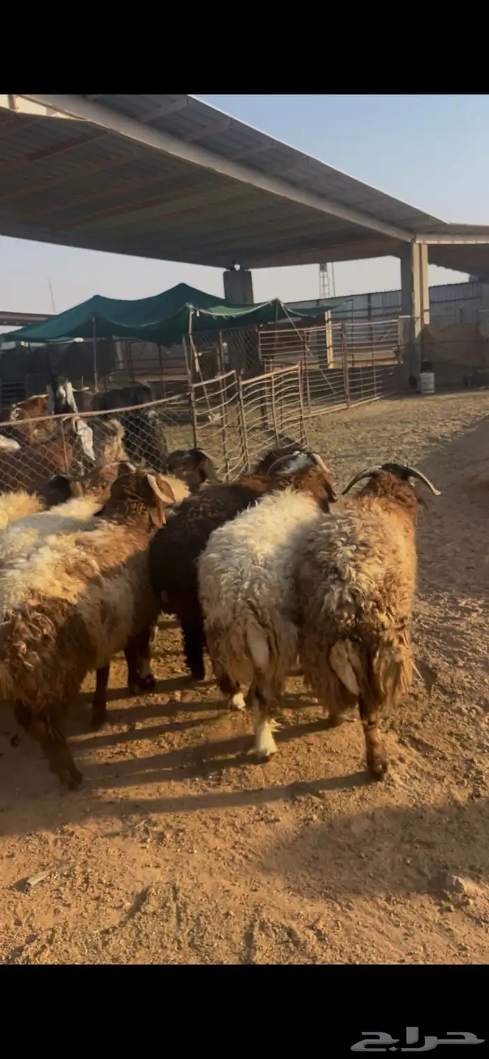 ذبايح تمايم فاخر 0