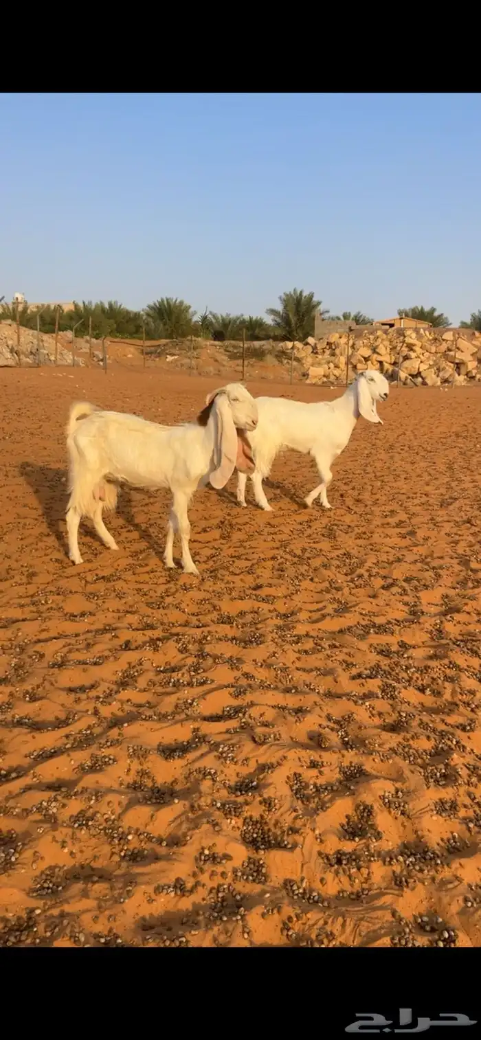 معزاء مطورات تم البيع 2