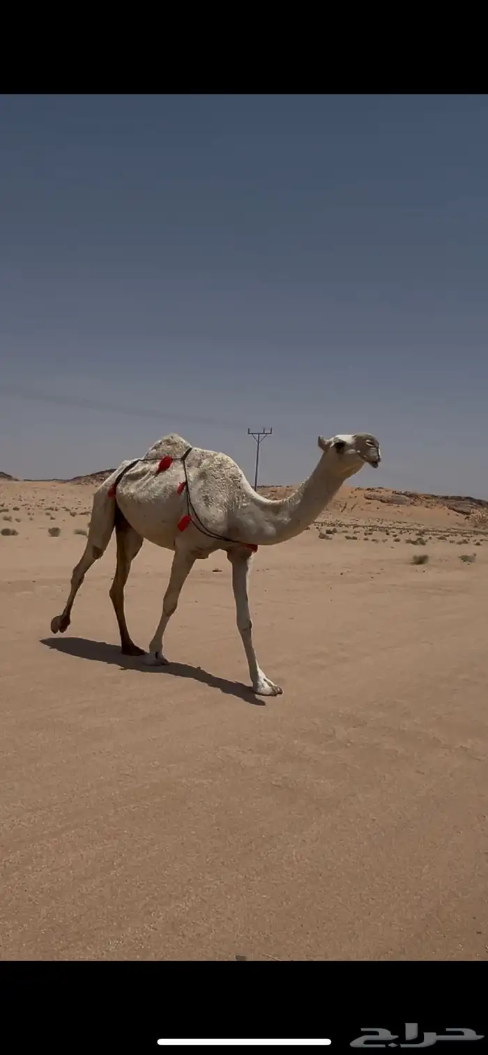 ناقه ضريبه وضحى رباع 0
