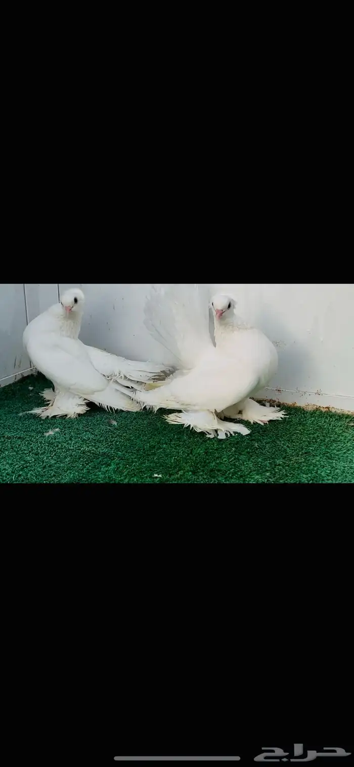 زوج كرنقو ابيض صك مع طبته 2