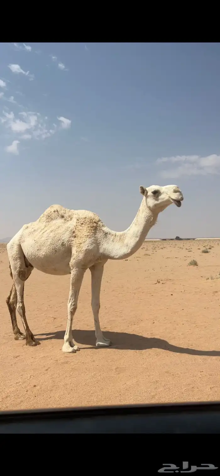 للبيع الناقه ضريبه مبيوع ولدها 2