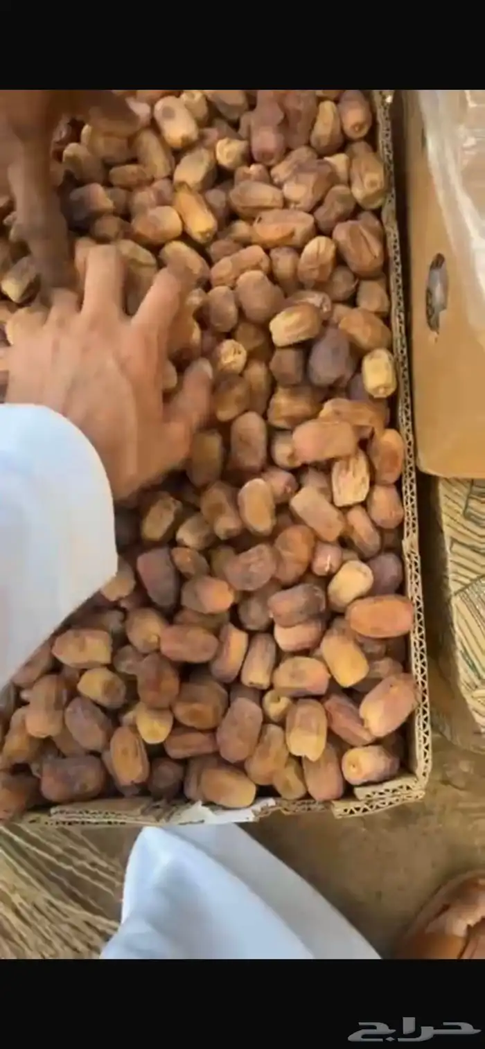 تمر رشودي للبيع وادي الدواسر السليل 3