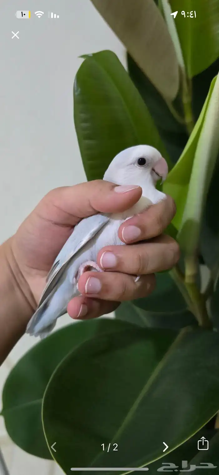 روز اليف (اقبل البدل) 1