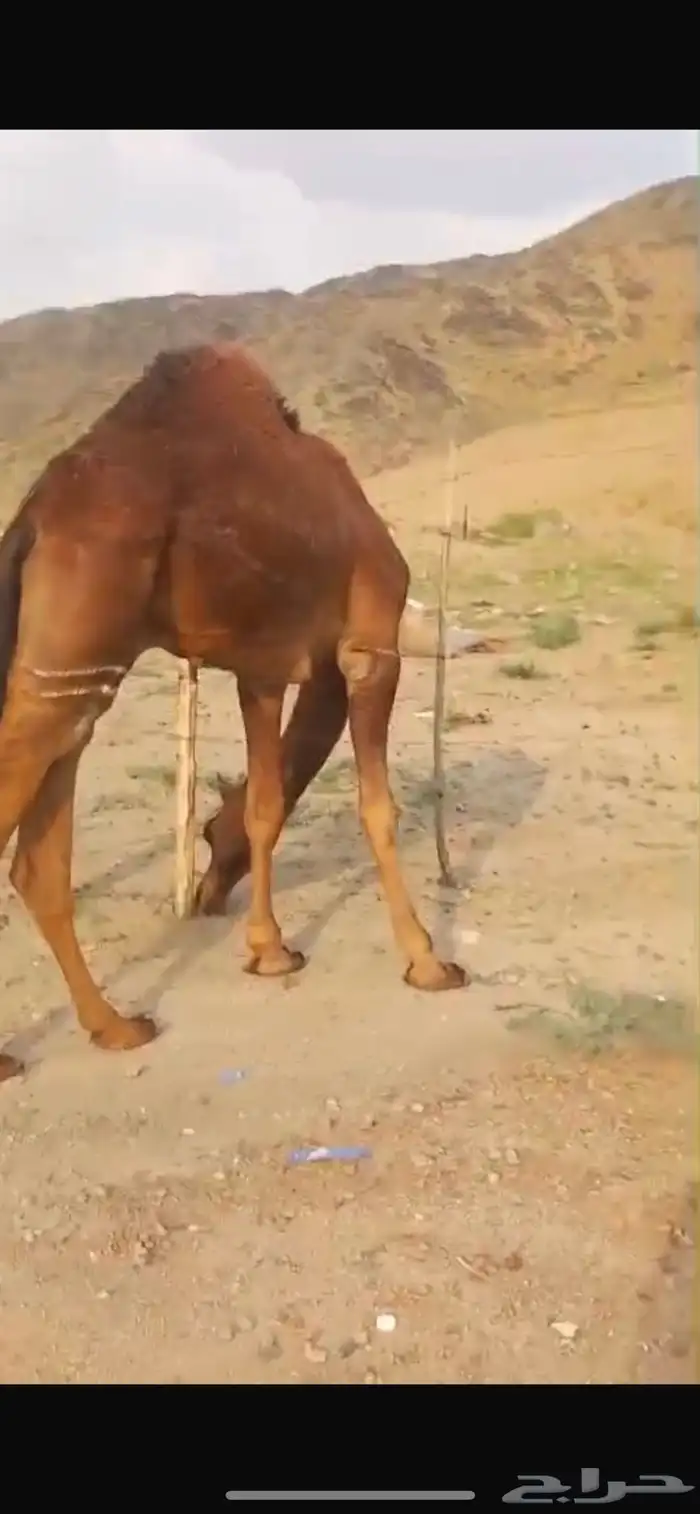 الفحل خويران داخل حق ظهر وبطن 0