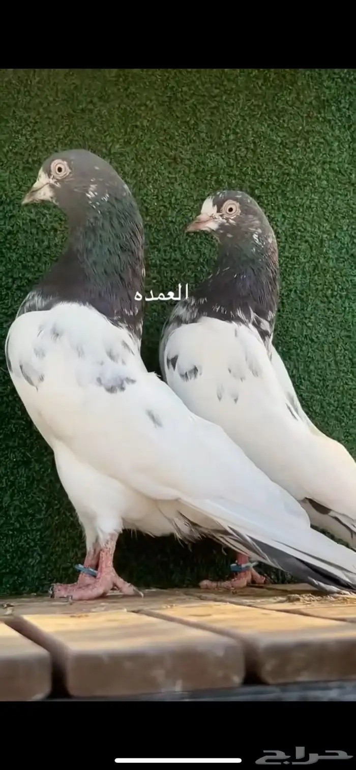 حمام باكستاني تم البيع 1
