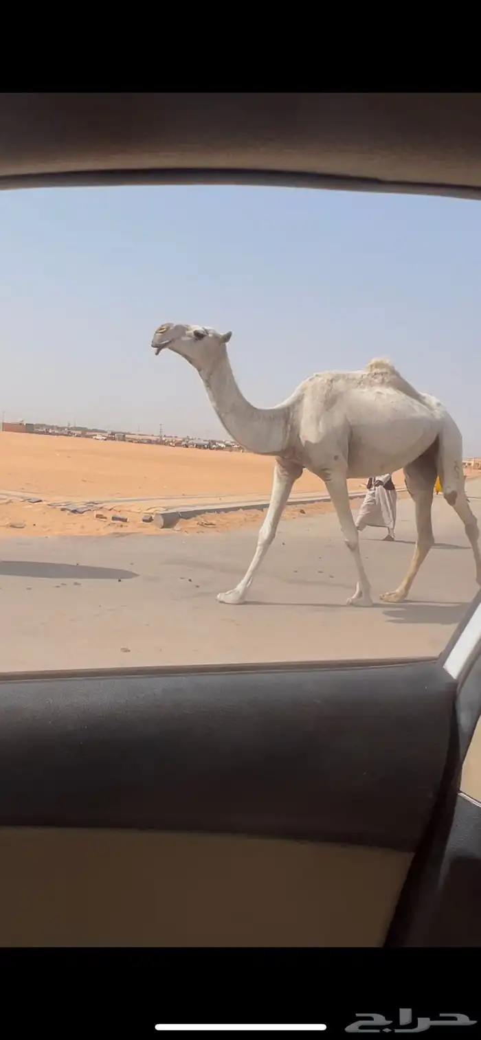 ثنيه وضحا طيبه السوم 9 0