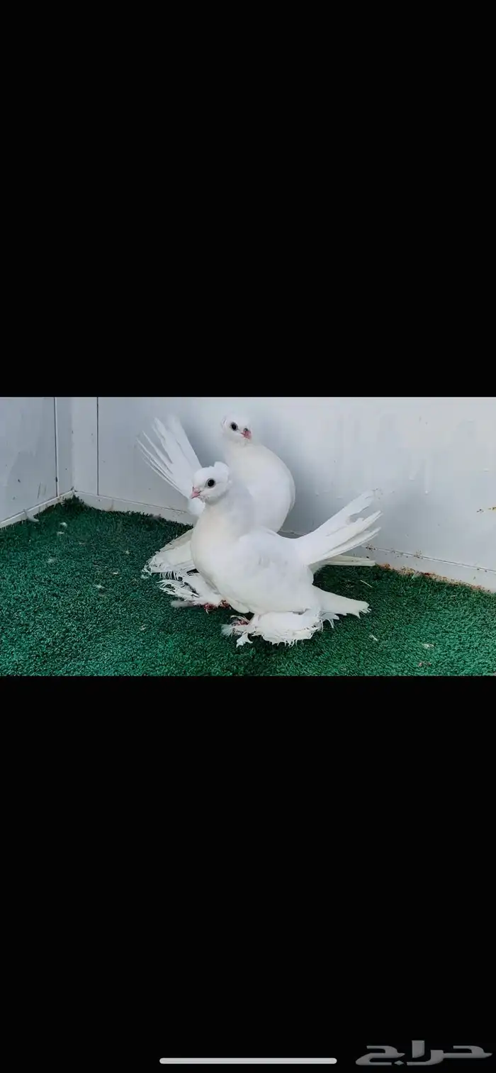 زوج كرنقو ابيض صك مع طبته 5