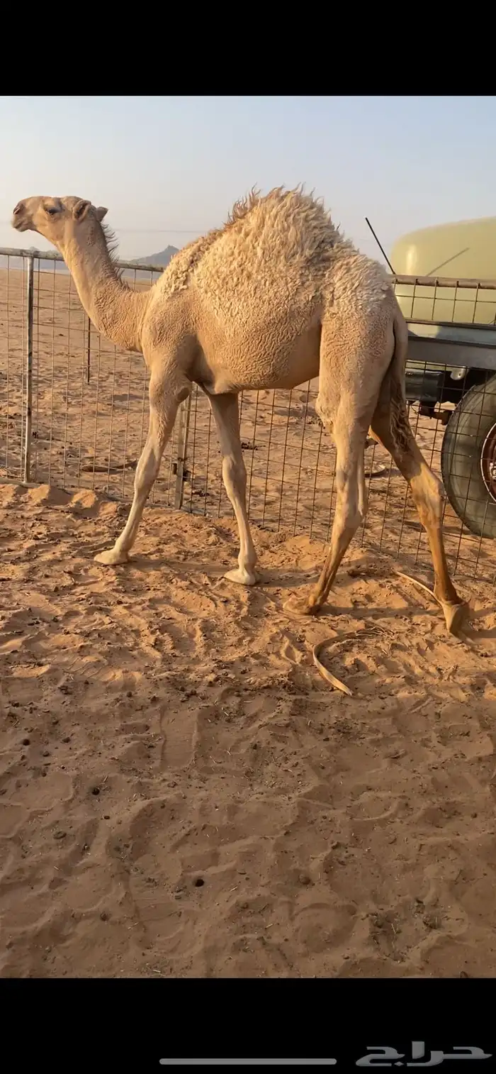 حوار لباني 2