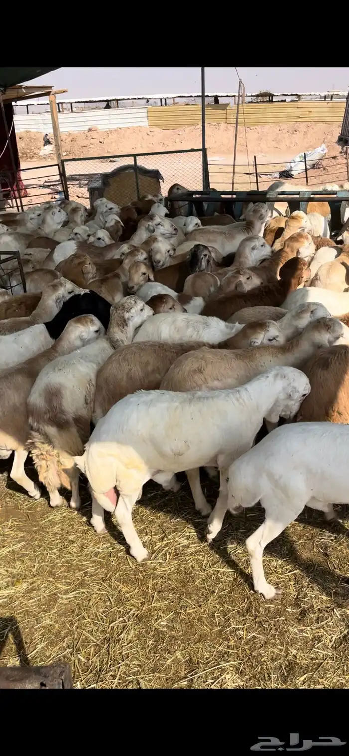 رفيدي بهم رفيد عدد150 2