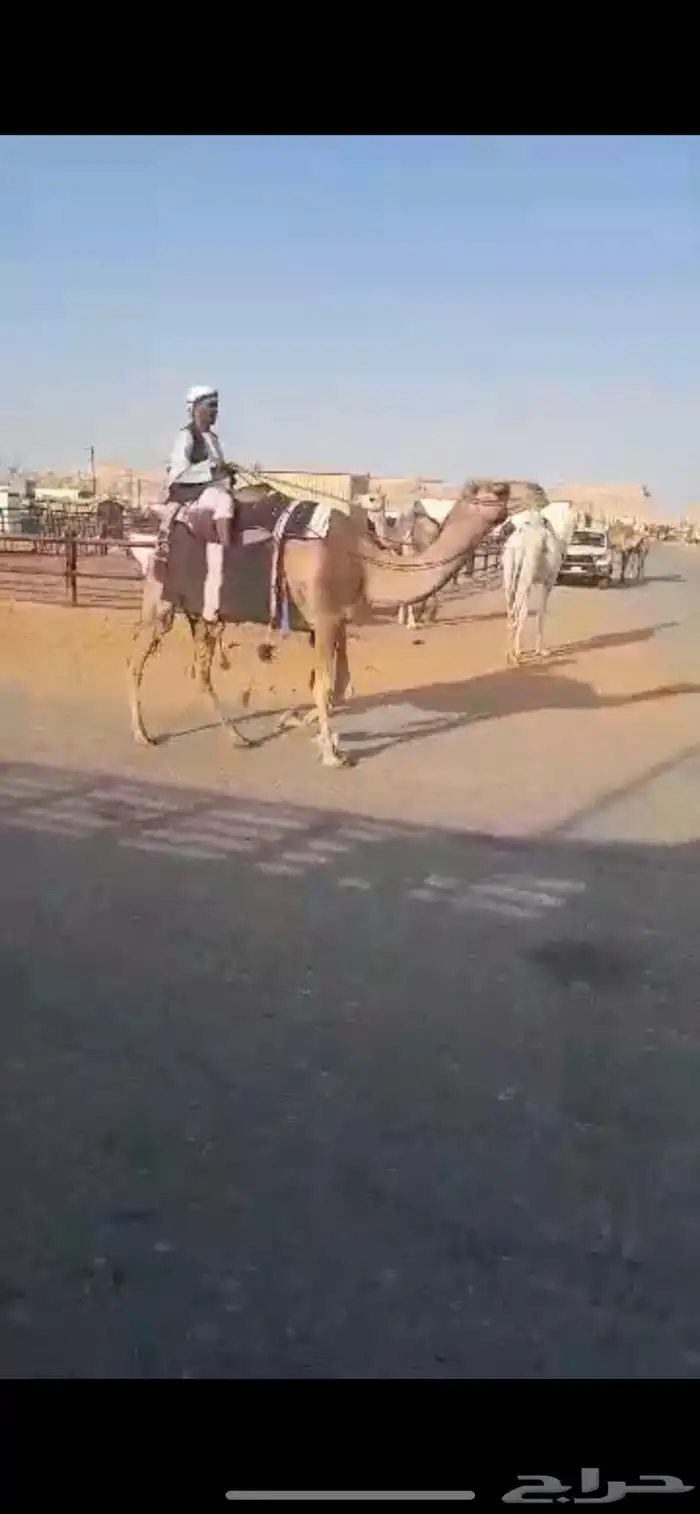 رحول حمرا طوع 0
