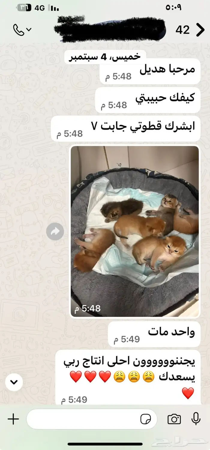 عرض الاجازه للتزاوج بسعر200 قط برتش يوجد كتن للبيع 15