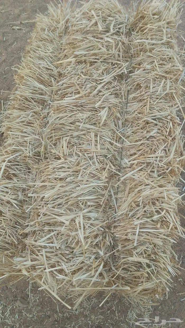 علف تبن بر الموسم 3