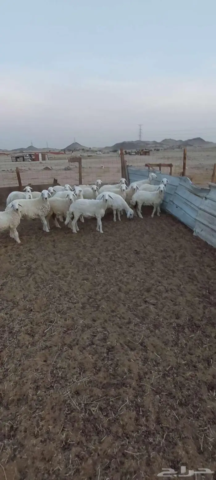 طليان مناسبات.. ورخال . مقنا وذبح 3