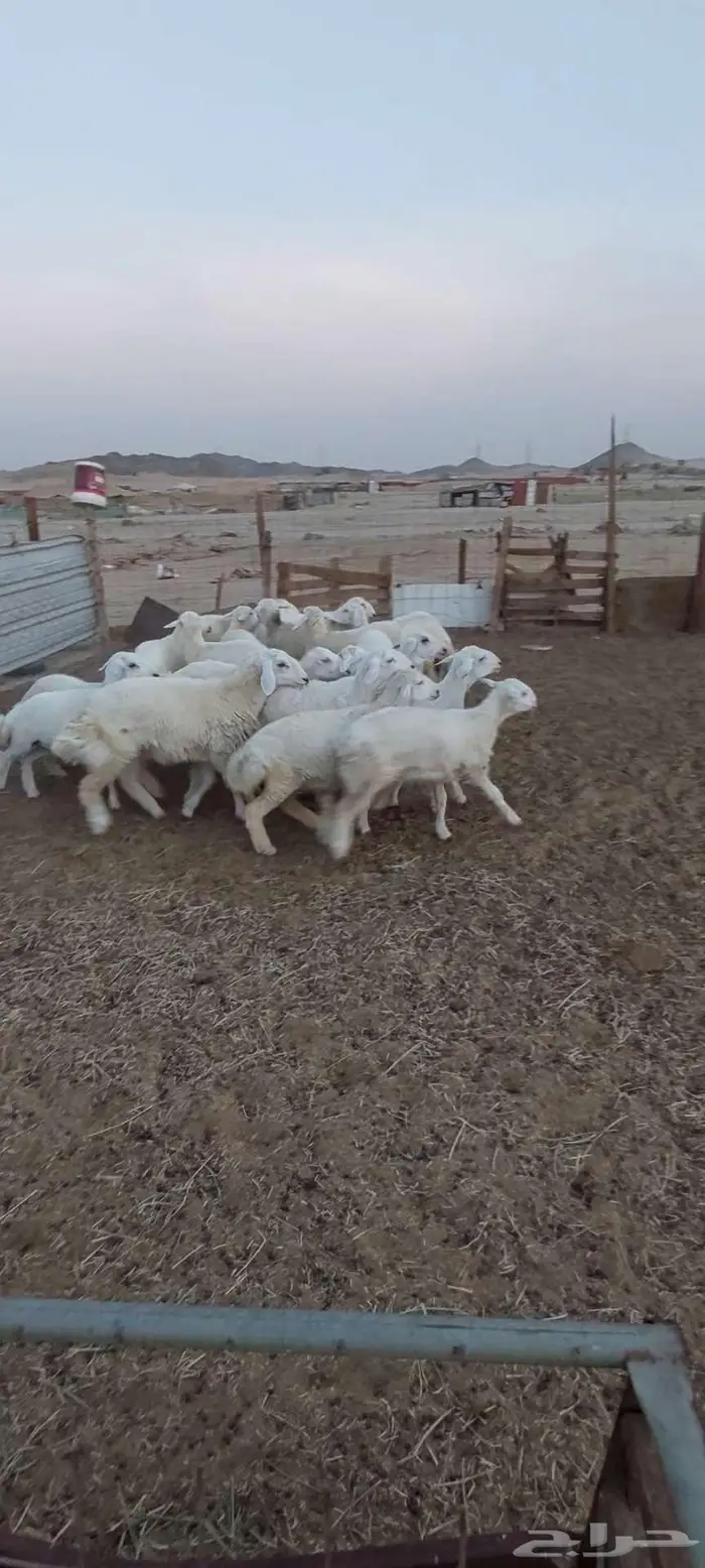 طليان مناسبات.. ورخال . مقنا وذبح 1