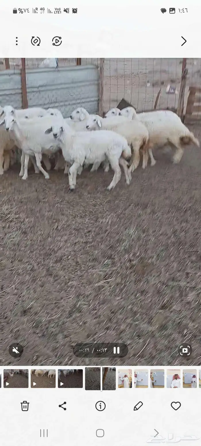 طليان مناسبات.. ورخال . مقنا وذبح 6