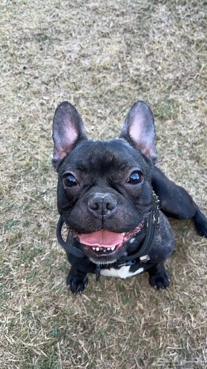 للبيع كلب فرنش بول دوق french bull dog 3