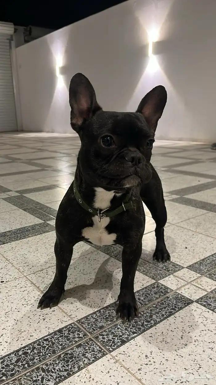 للبيع كلب فرنش بول دوق french bull dog 5