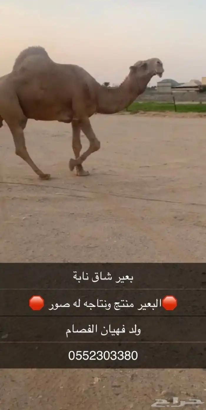 بعير منتج 0