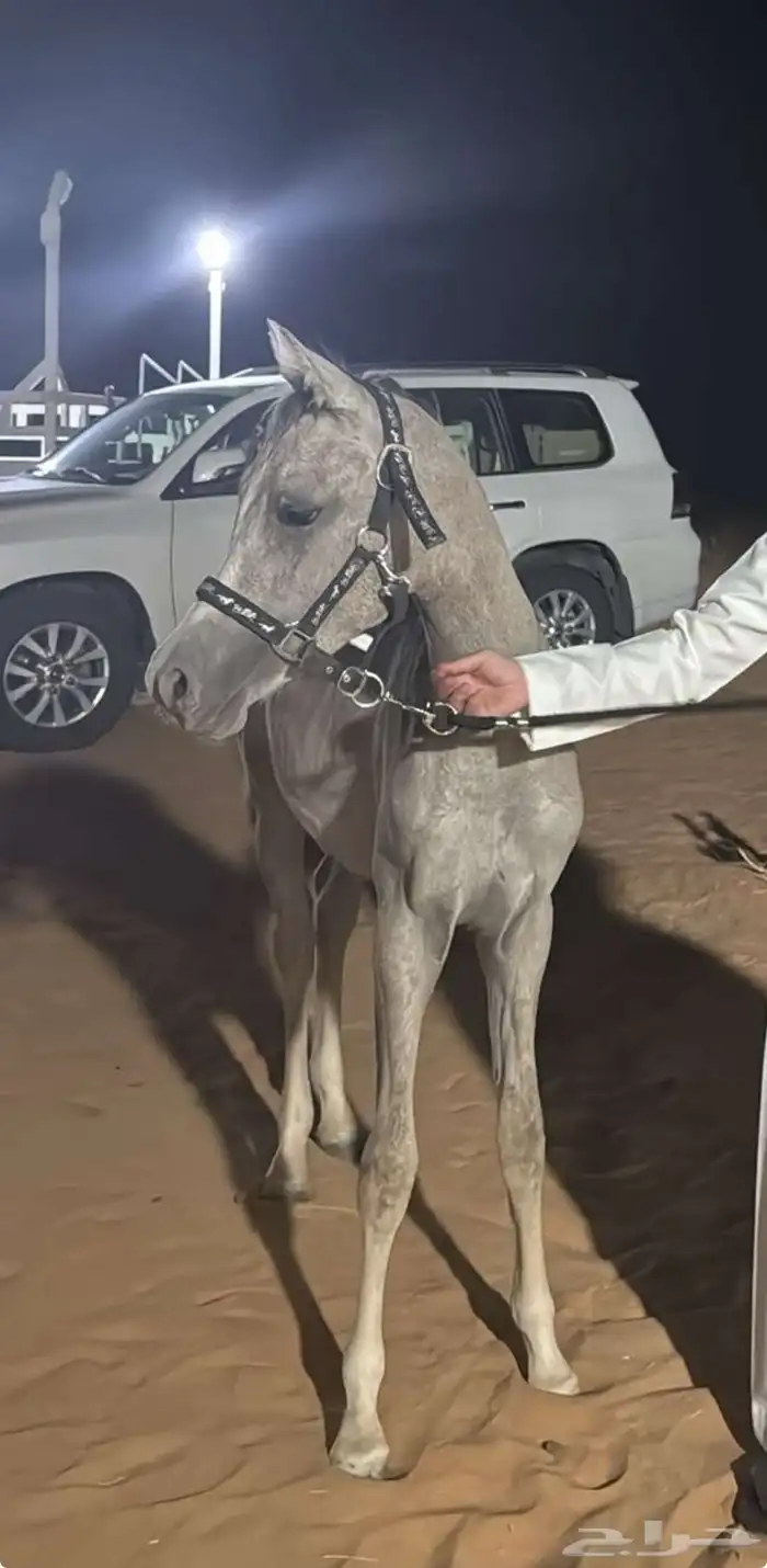 مهره شعبيه ابوها ولد البطل خيدار حصان منتج 1