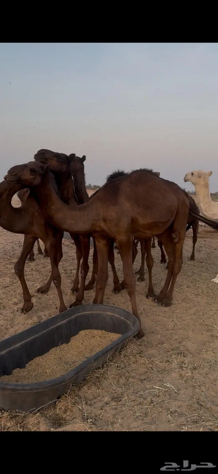 قعدان وبكار 2
