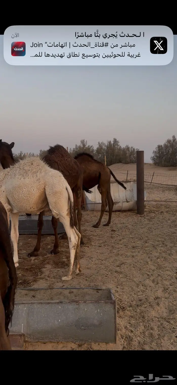 قعدان وبكار 3