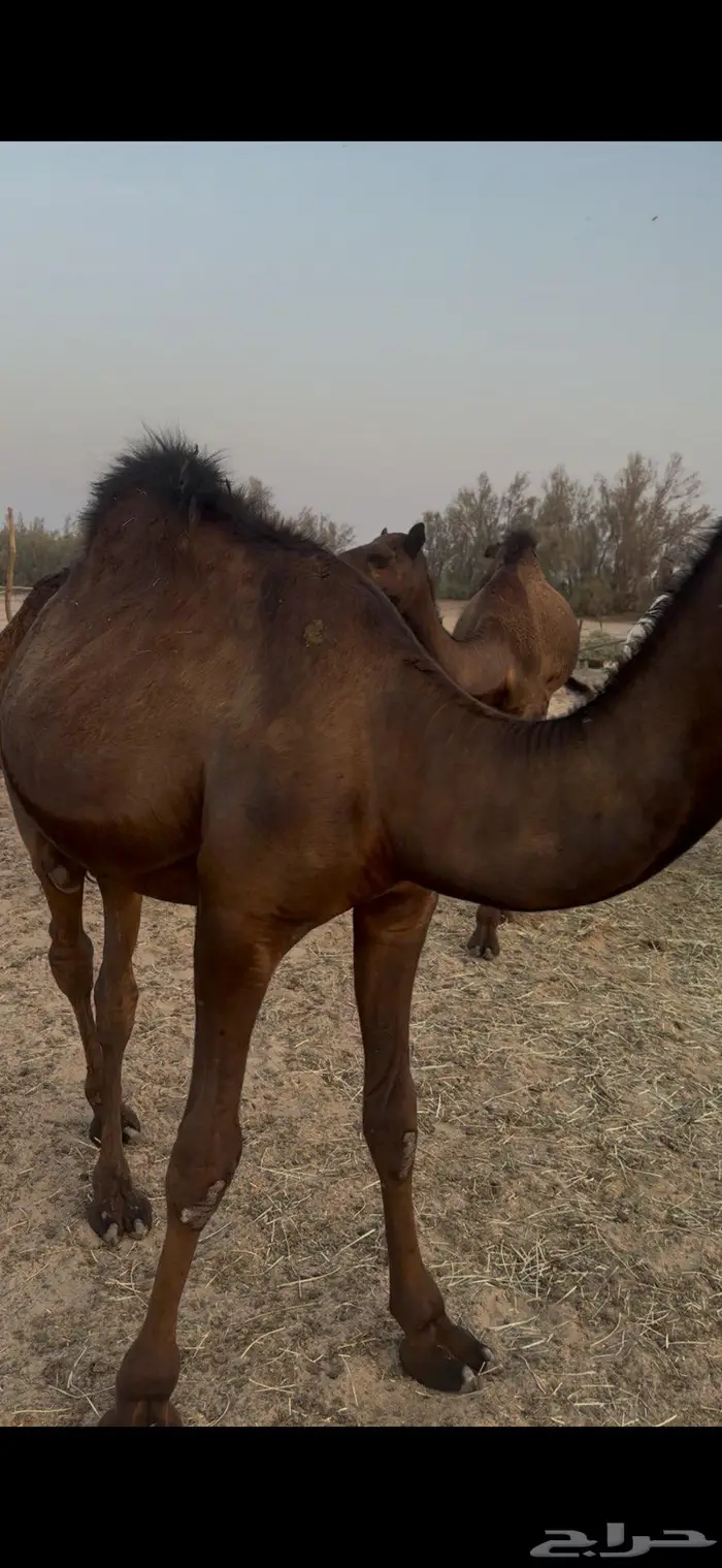 قعدان وبكار 1