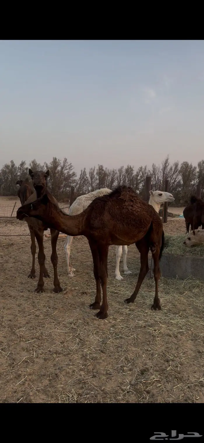 قعدان وبكار 0