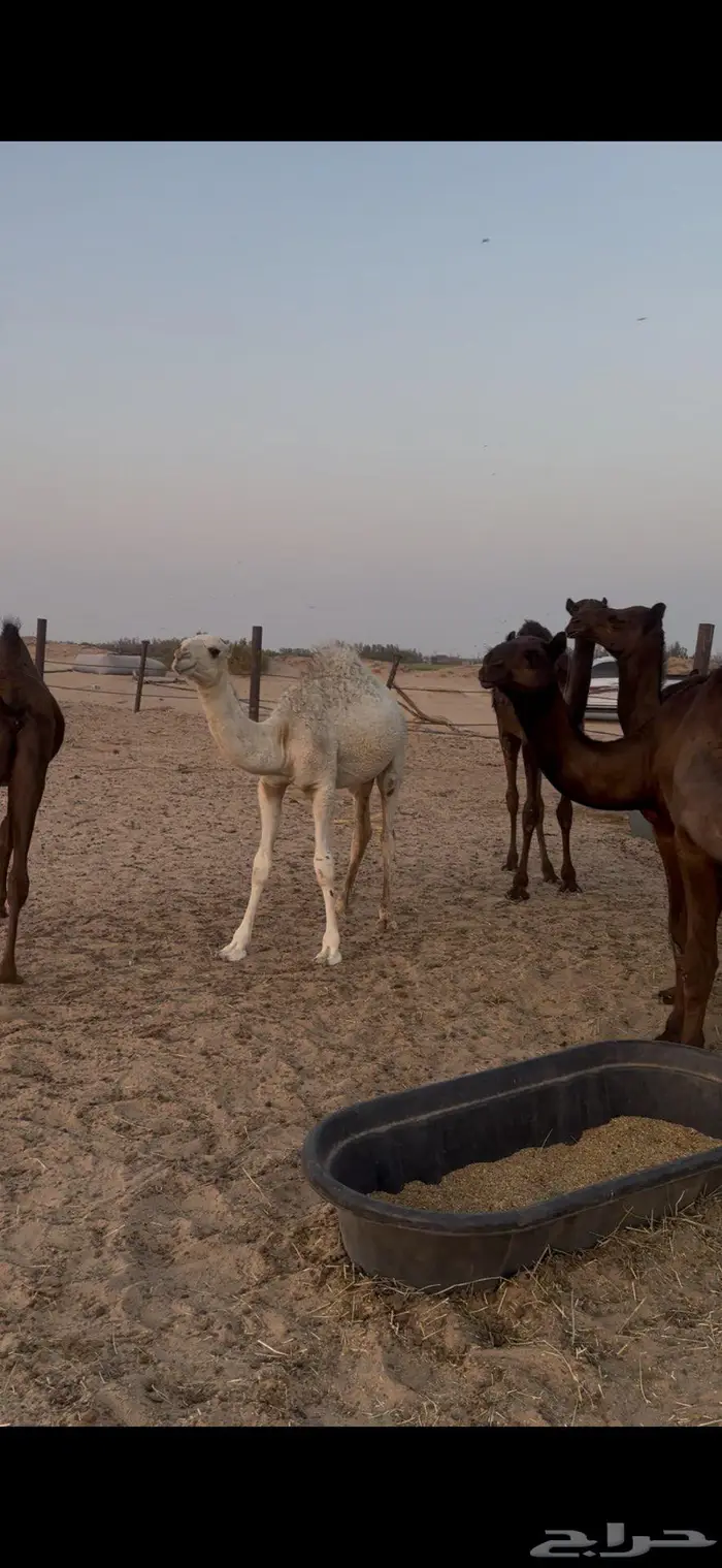 قعدان وبكار 4