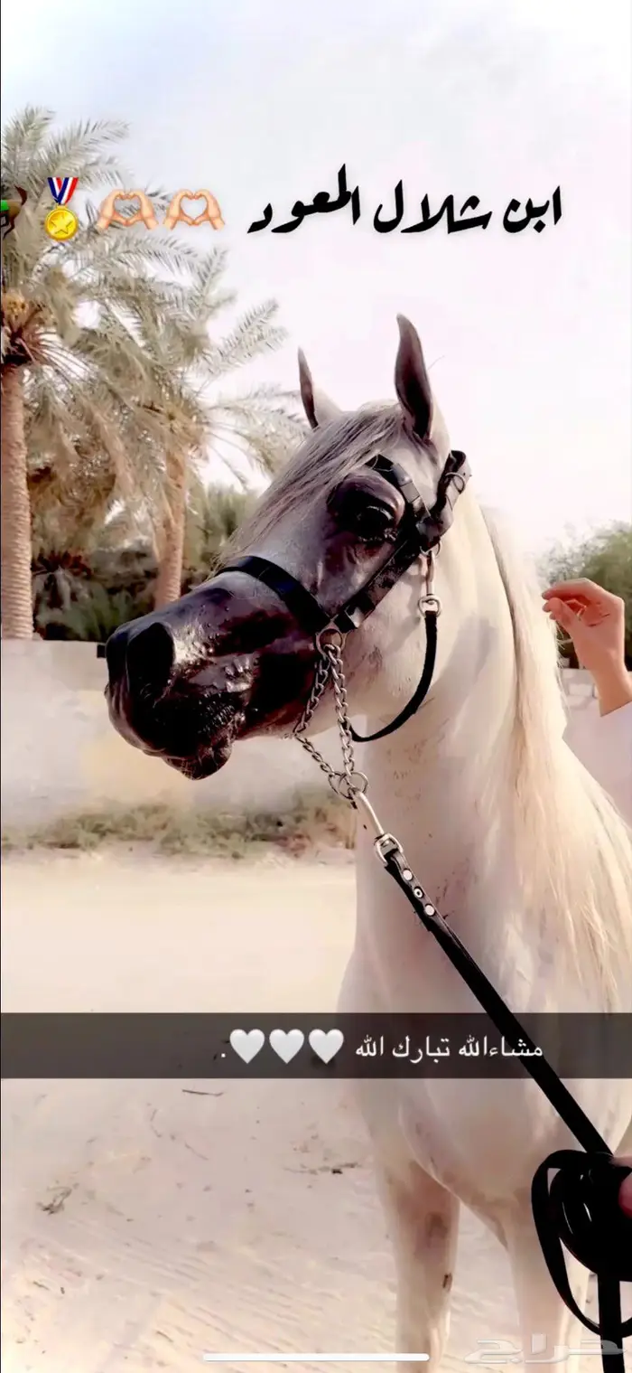 حصان شيخ ولد شلال المعود 3