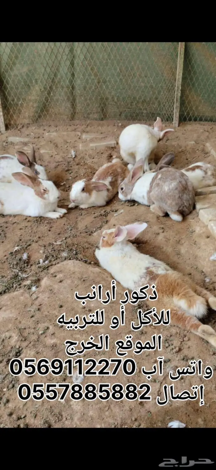 ذكور أرانب بلديه الخرج 0