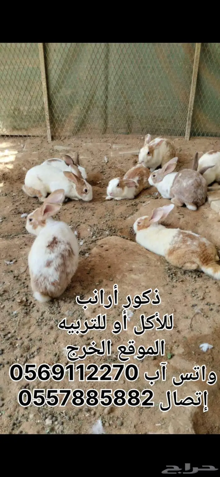 ذكور أرانب بلديه الخرج 1