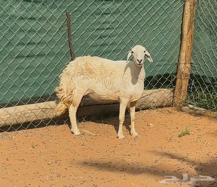شاه حريه للبيع 1