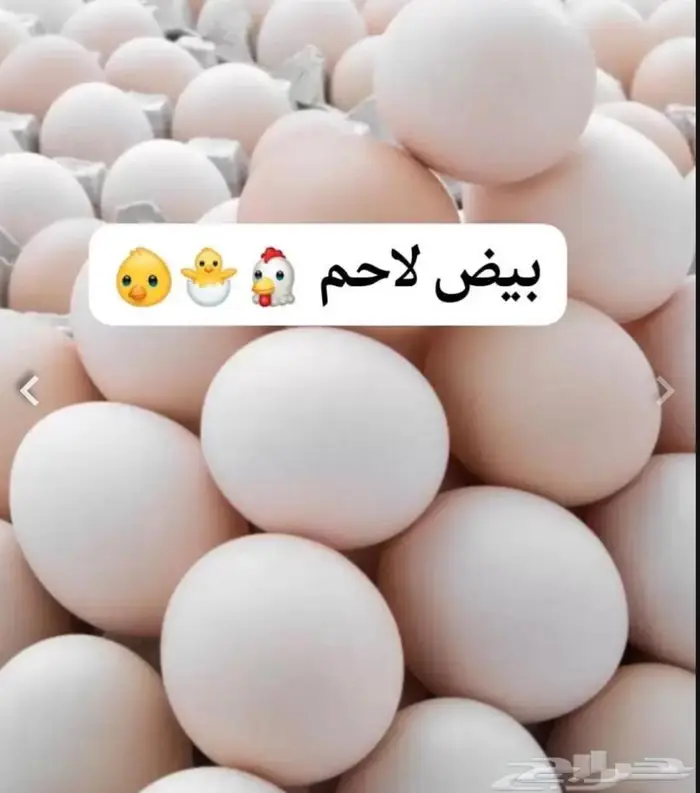 بيض لاحم روس مخصب 0