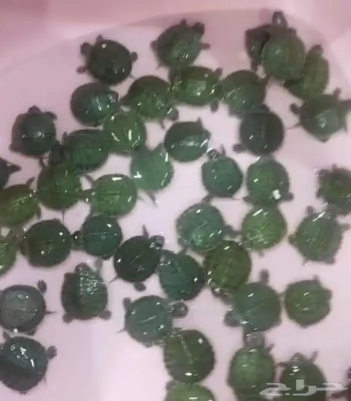 سلاحف برمائية للبيع محل نوادر خميس مشيط 1