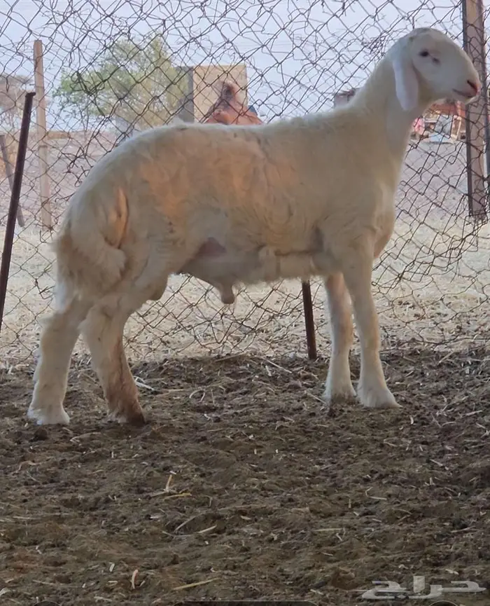 مشروع فحل تم البيع 5