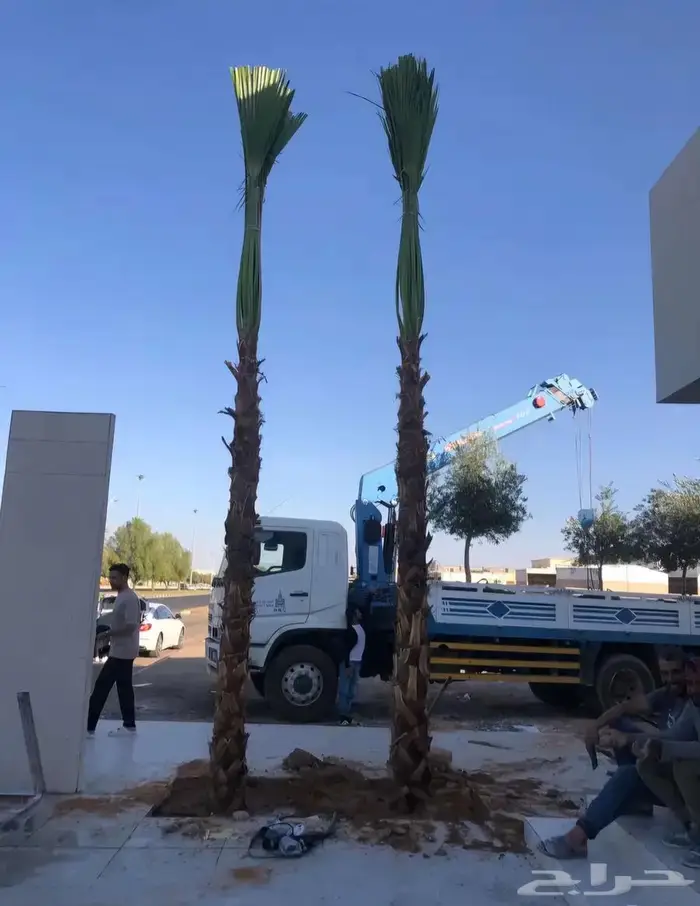 نخل واشنطني للبيع 8