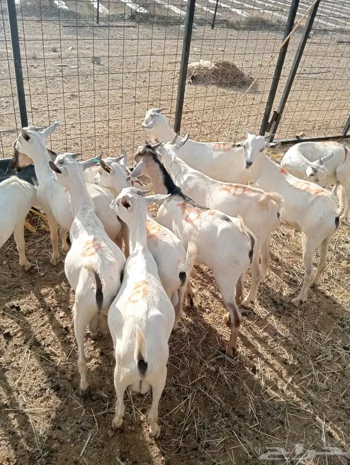 تيوس نظيفه تبارك الله للبيع جمله 4