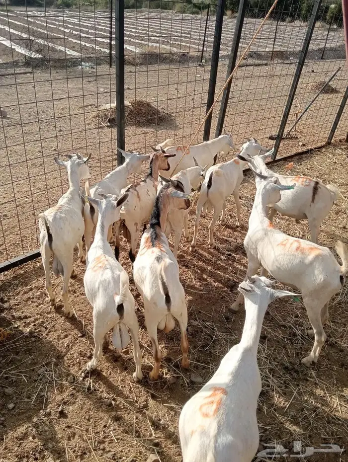 تيوس نظيفه تبارك الله للبيع جمله 6