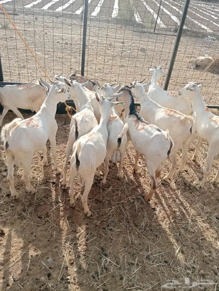 تيوس نظيفه تبارك الله للبيع جمله 5