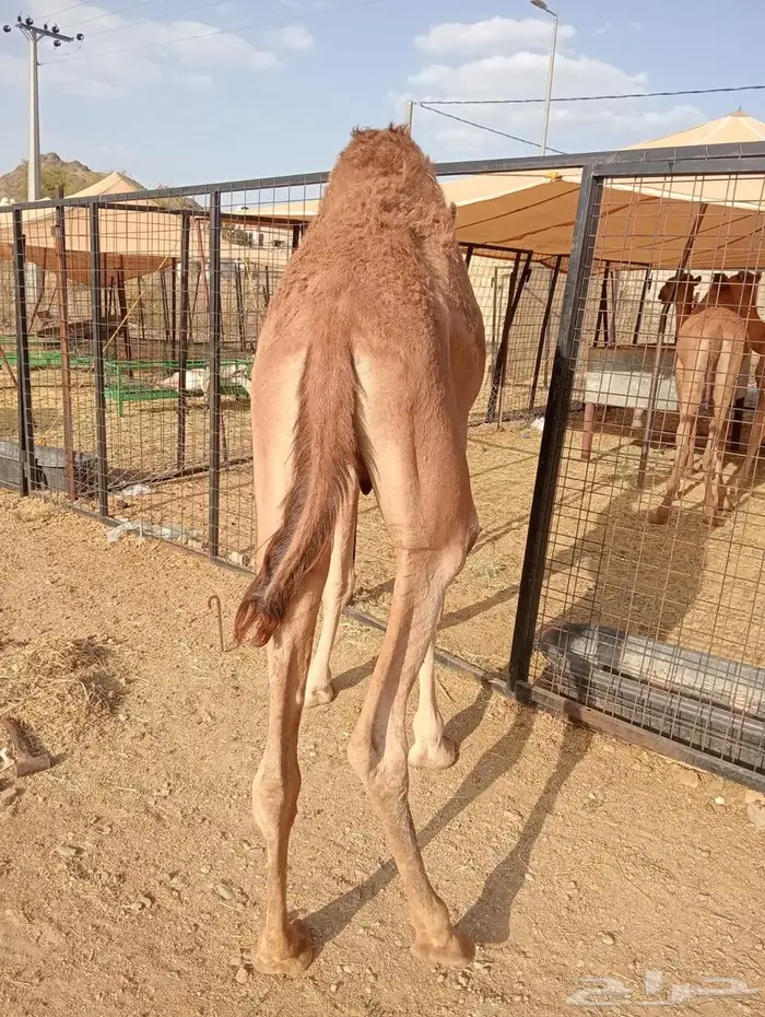 استثمر فى الافضل.. قعدان جمله وتفريد 4