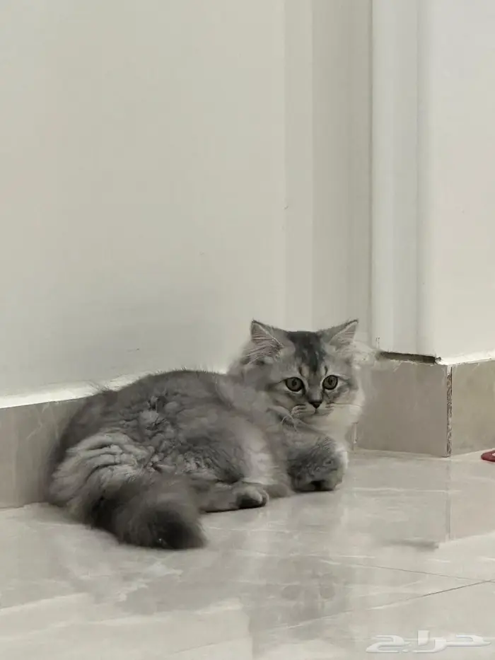 قطط للبيع شيرازي 1