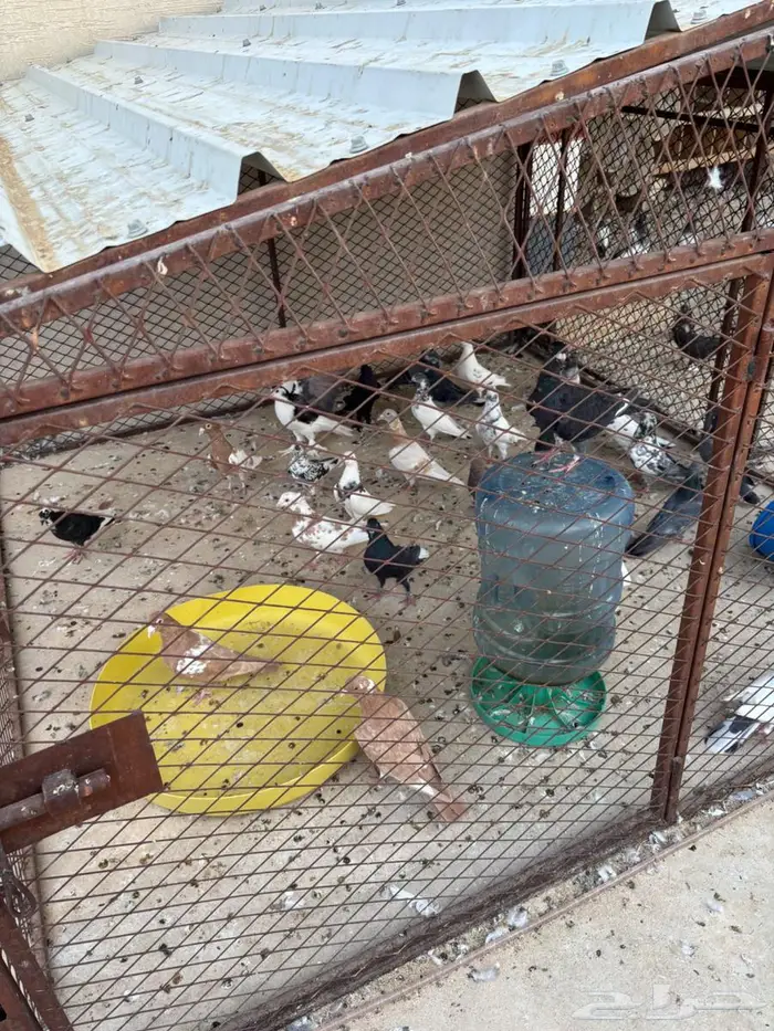 حمام منوع زاجل وشيرازي وكذا نوع ثاني للبيع 3